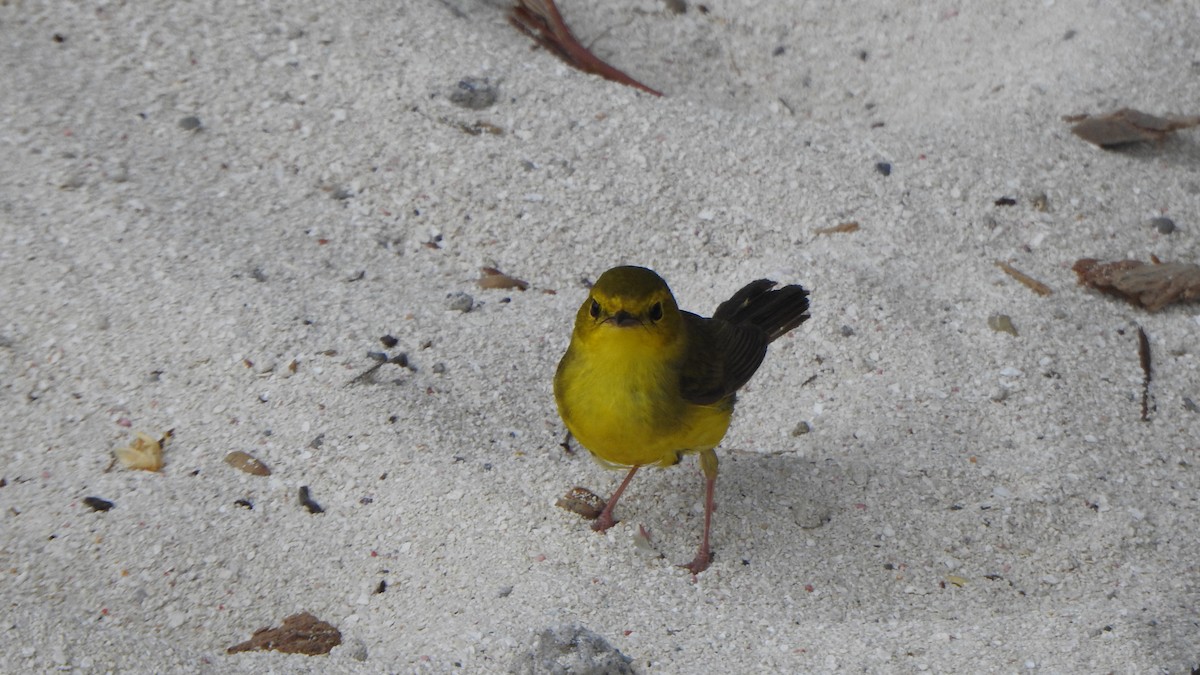 Hooded Warbler - ML636233797