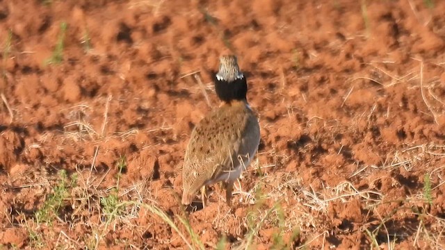 חובה קטנה - ML636233826