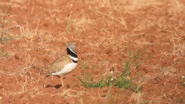 חובה קטנה - ML636233827