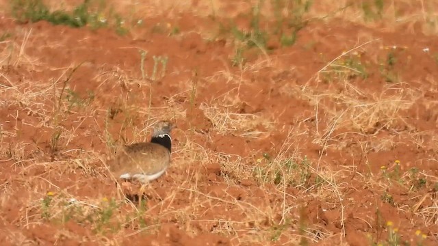חובה קטנה - ML636233828