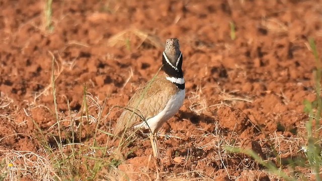 חובה קטנה - ML636233830