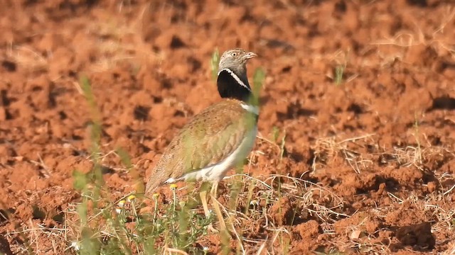 חובה קטנה - ML636233833