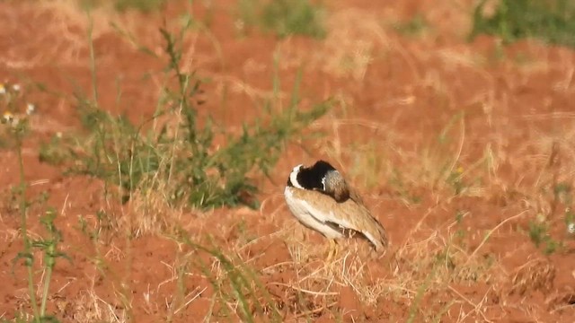 חובה קטנה - ML636233837