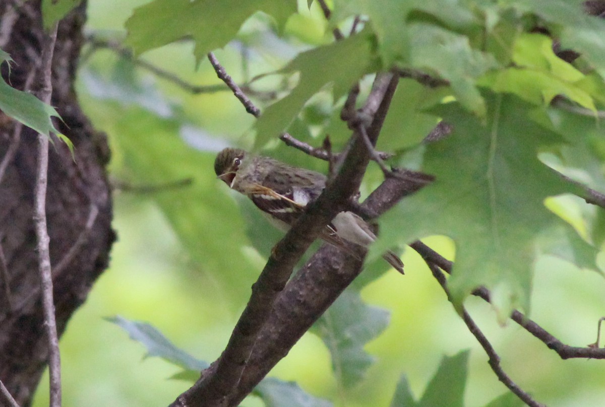 Blackpoll Warbler - ML636233937