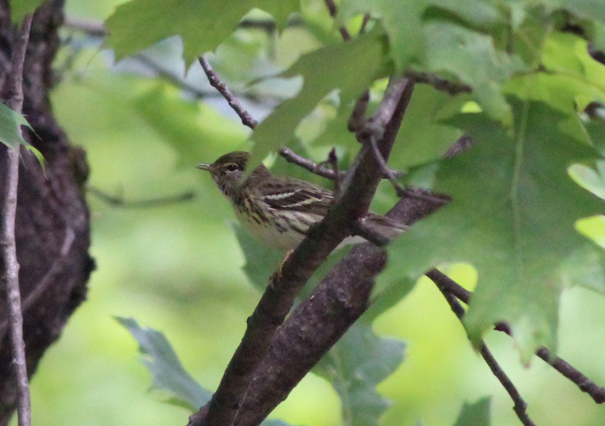 Blackpoll Warbler - ML636233938