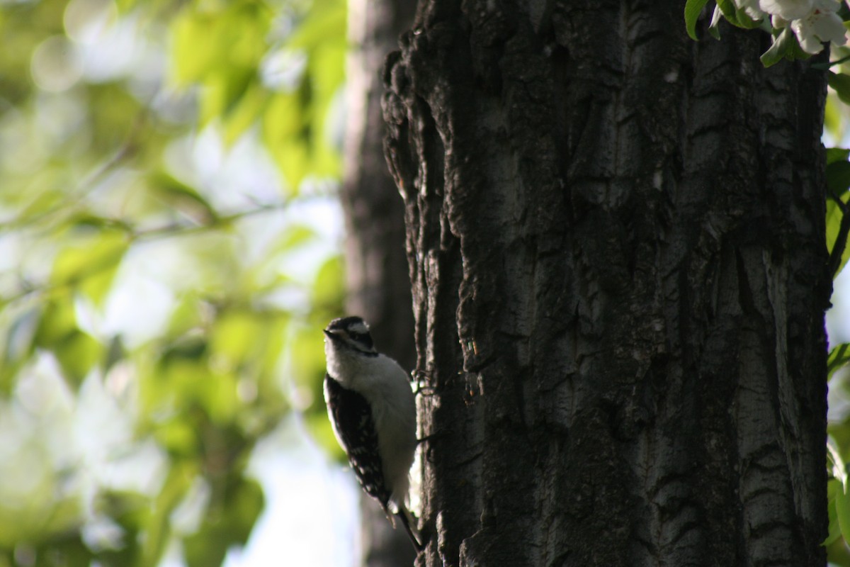 Downy Woodpecker - ML636233990