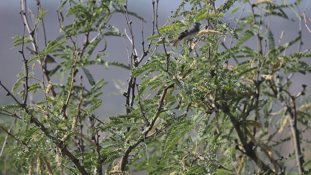 Lucy's Warbler - ML636234008