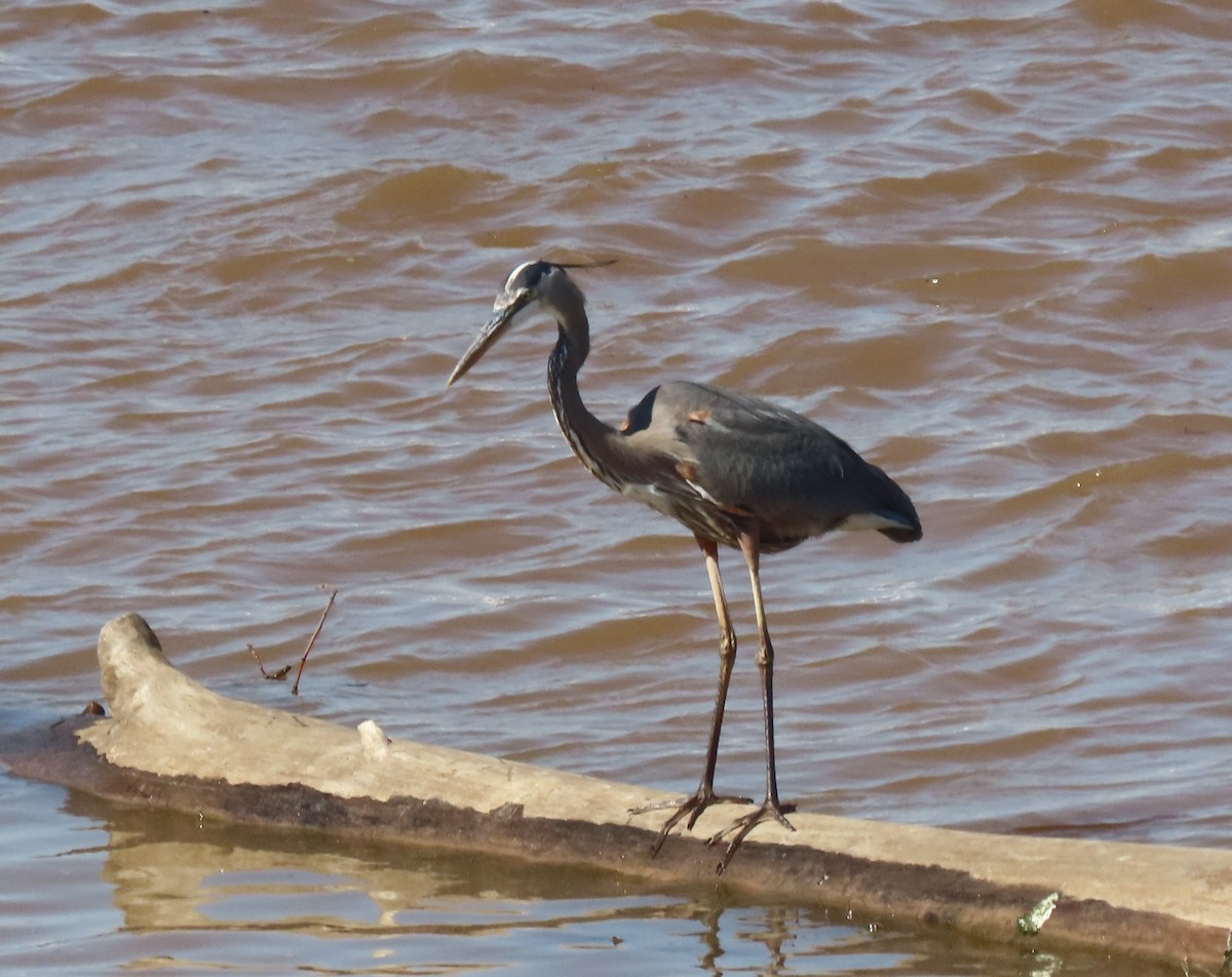 Grand Héron - ML636234061