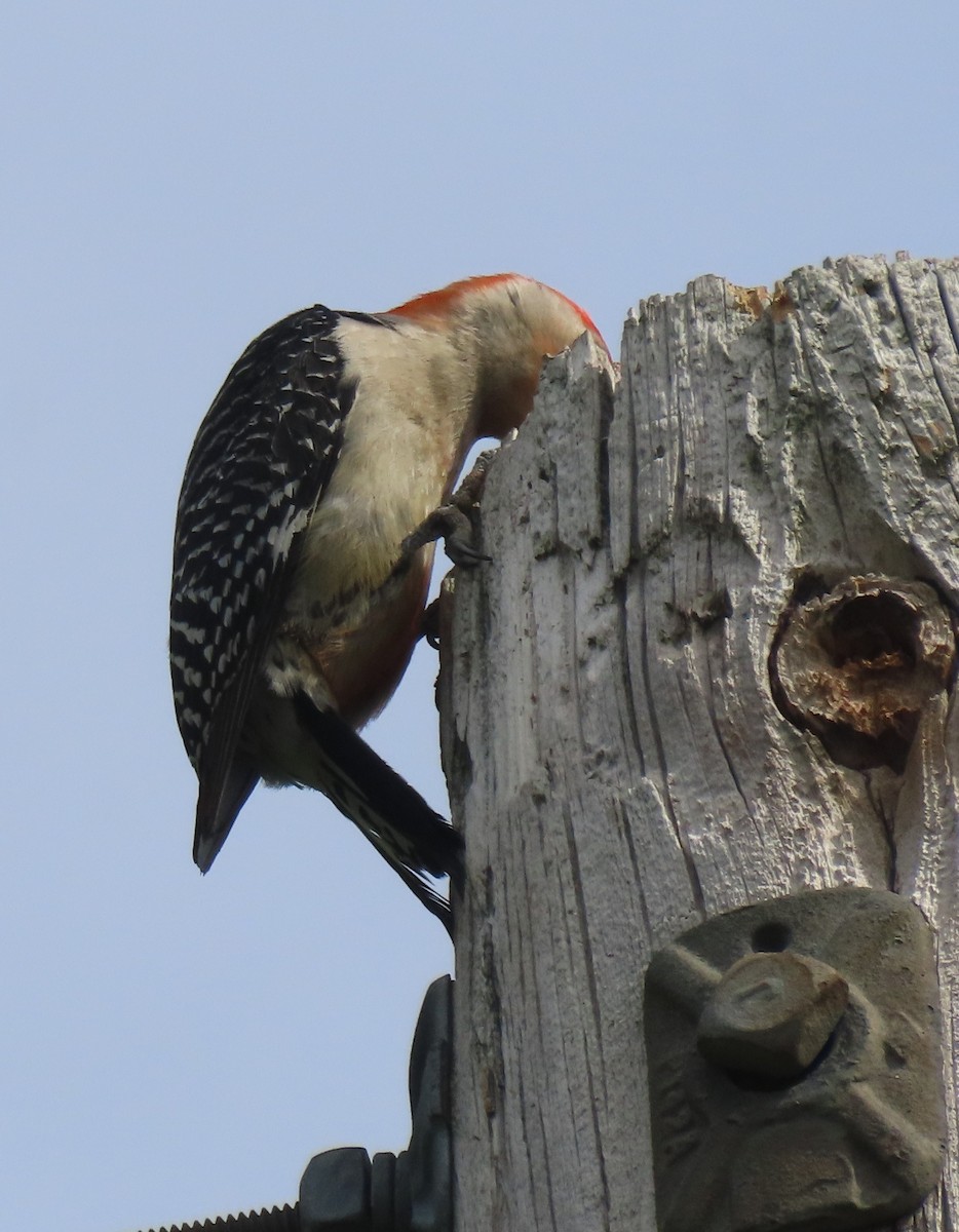 Pic à ventre roux - ML636234119