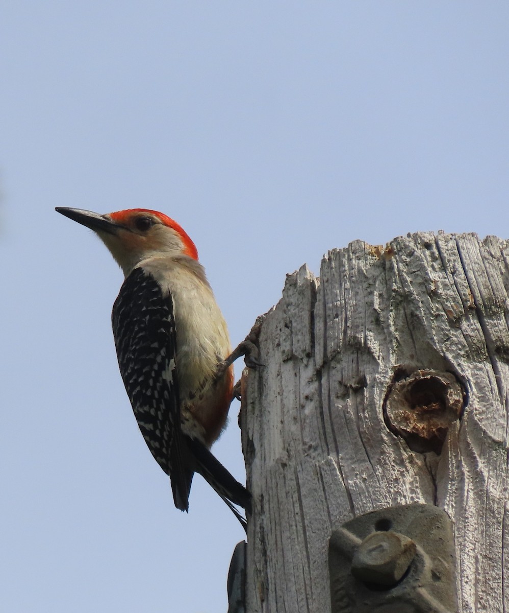 Pic à ventre roux - ML636234120