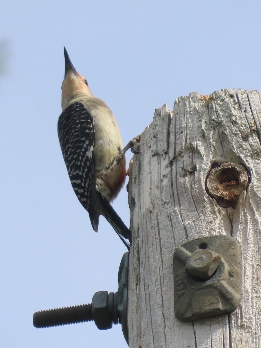 Pic à ventre roux - ML636234121