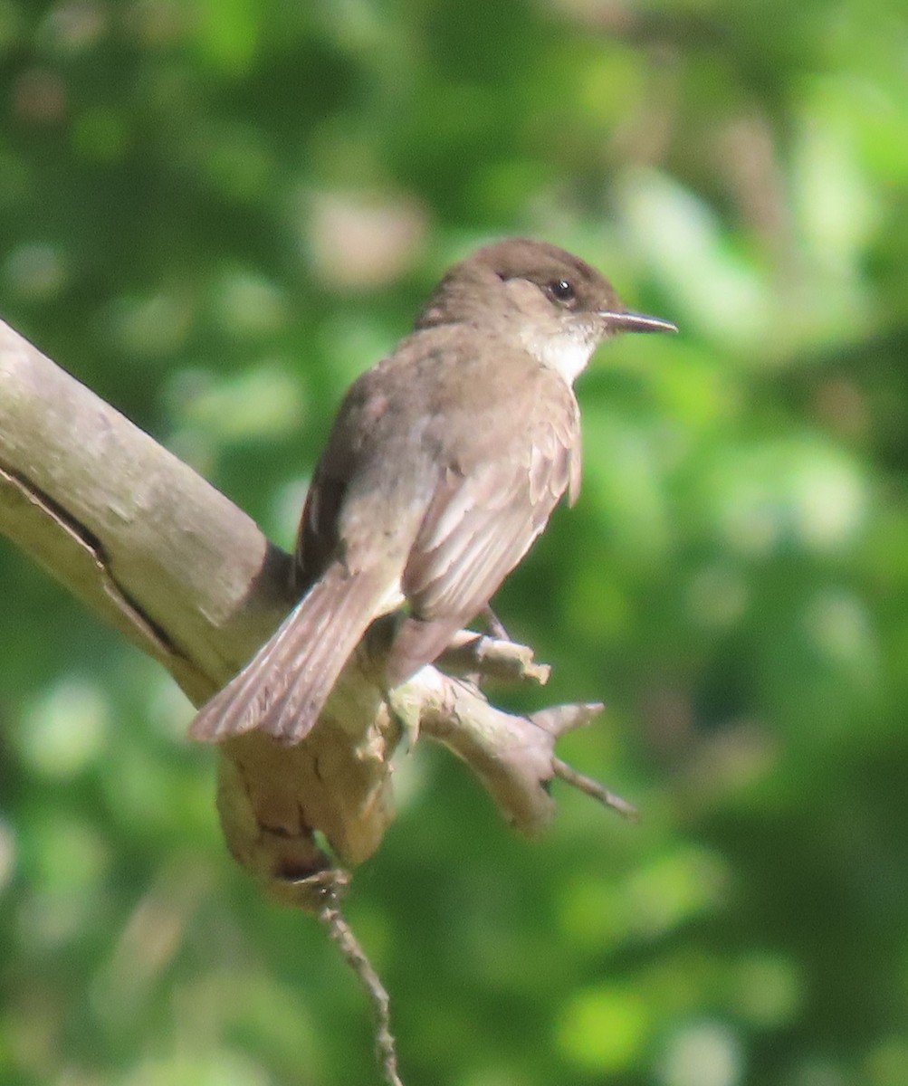 Pioui de l'Est - ML636234215