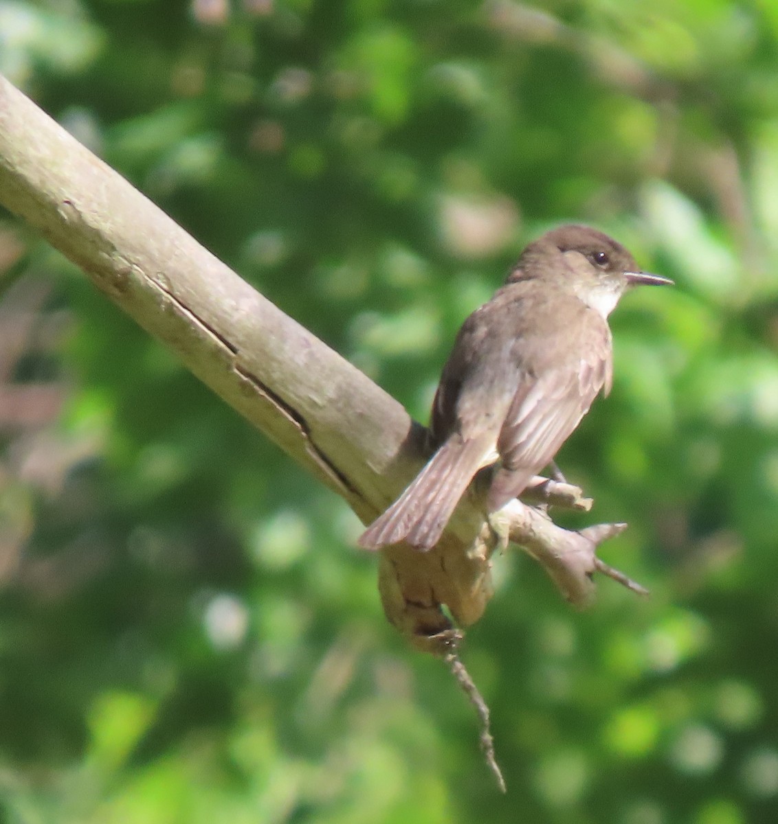 Pioui de l'Est - ML636234216