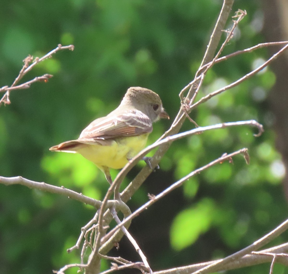 Tyran huppé - ML636234223