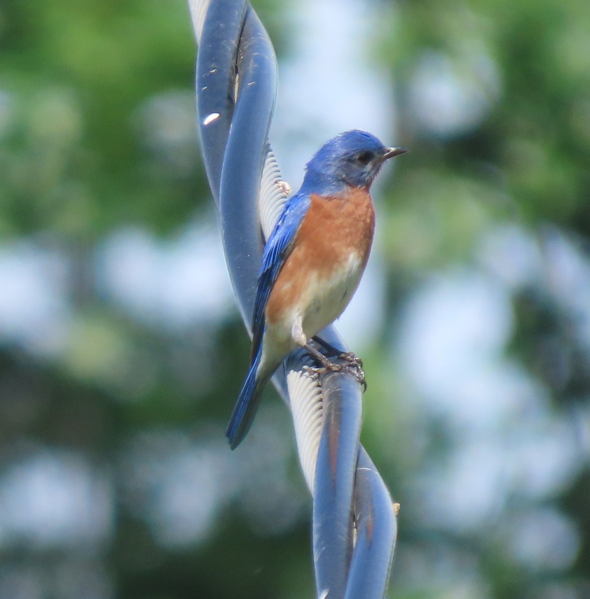 Merlebleu de l'Est - ML636234267