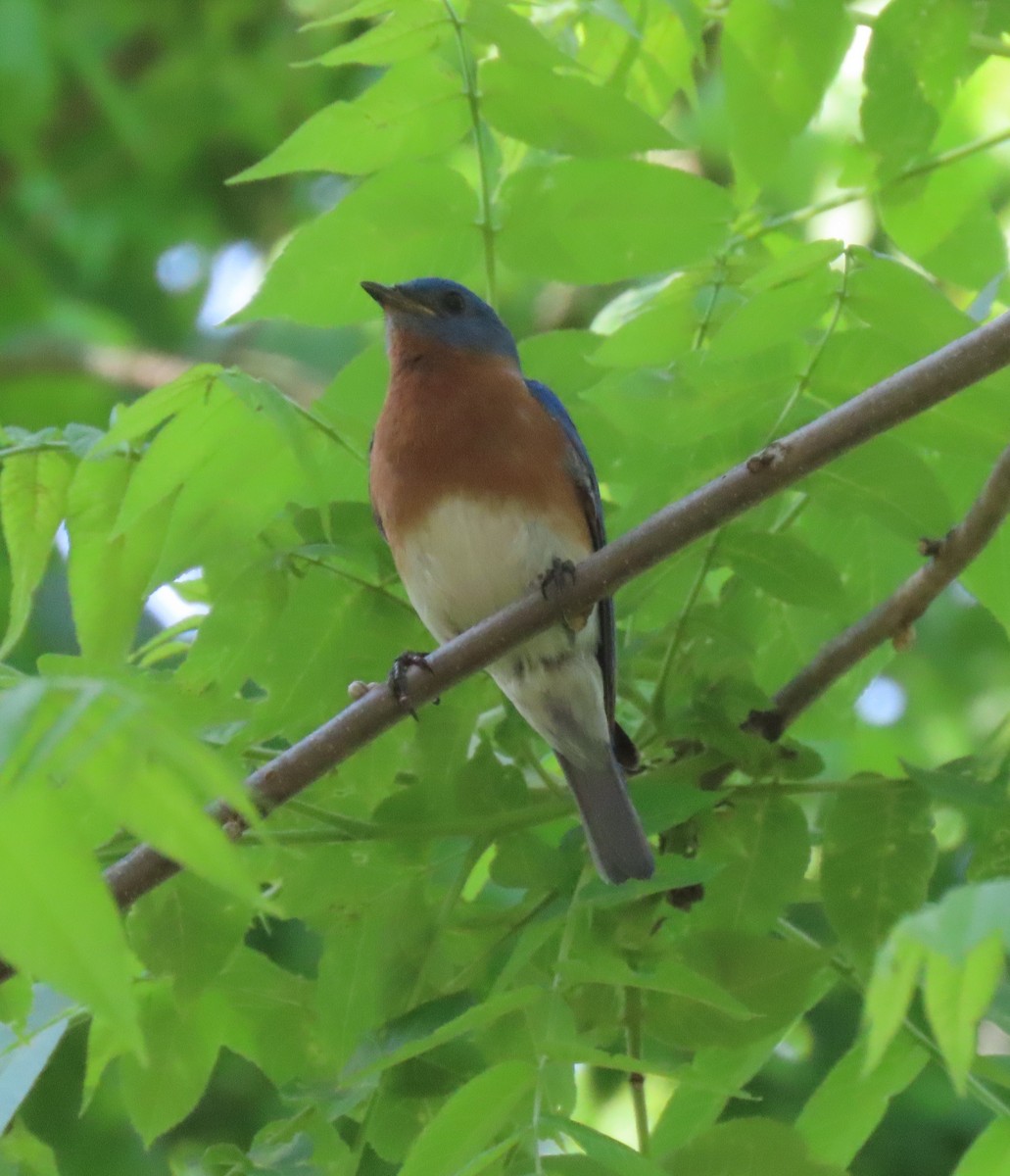 Merlebleu de l'Est - ML636234268