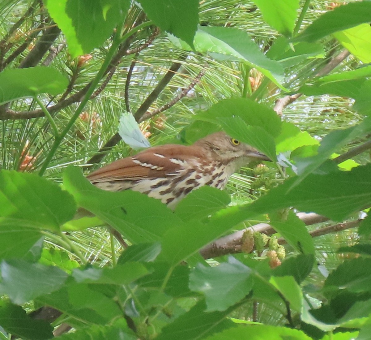 Grive des bois - ML636234288