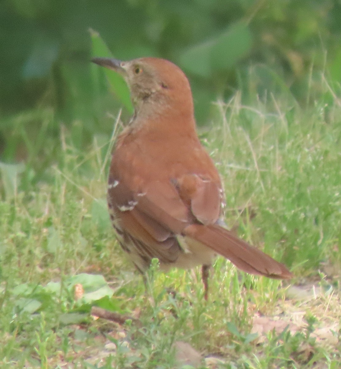 Grive des bois - ML636234323