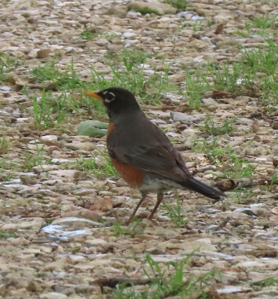 Merle d'Amérique - ML636234363