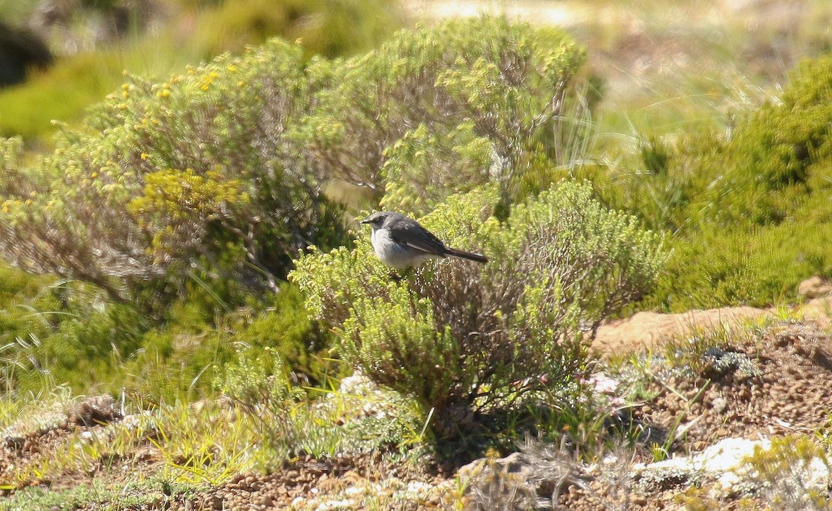 Layard's Warbler - ML636234371