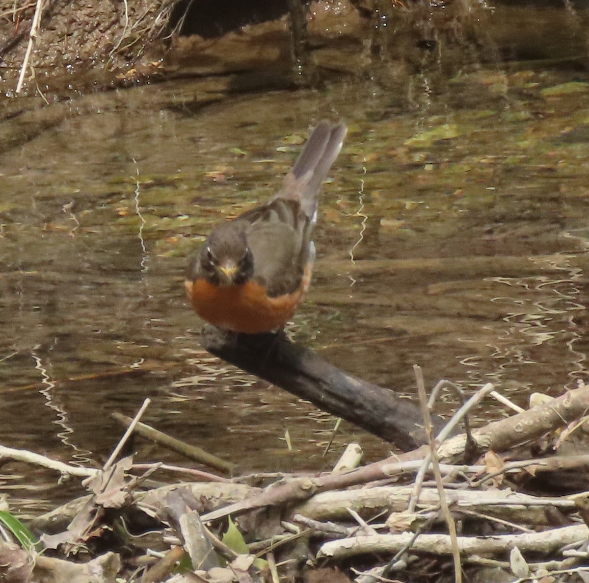 Merle d'Amérique - ML636234381