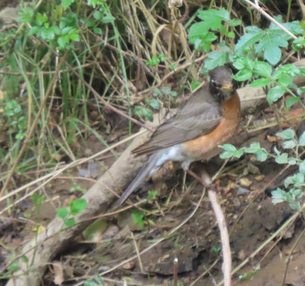 Merle d'Amérique - ML636234382