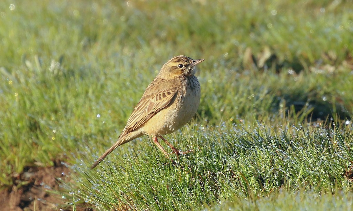 Mountain Pipit - ML636234399