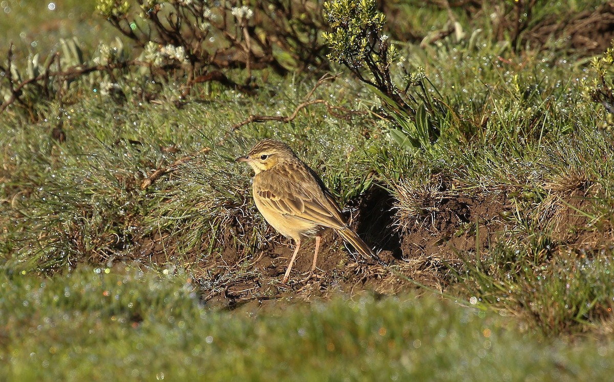 Mountain Pipit - ML636234400