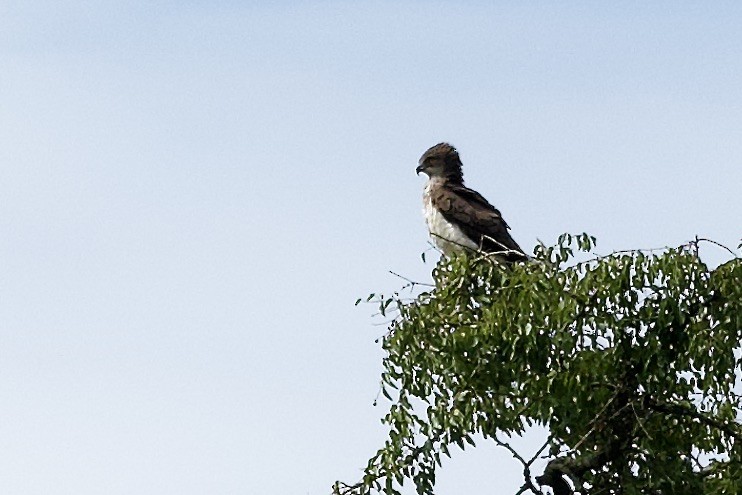 Beaudouin's Snake-Eagle - ML636234429
