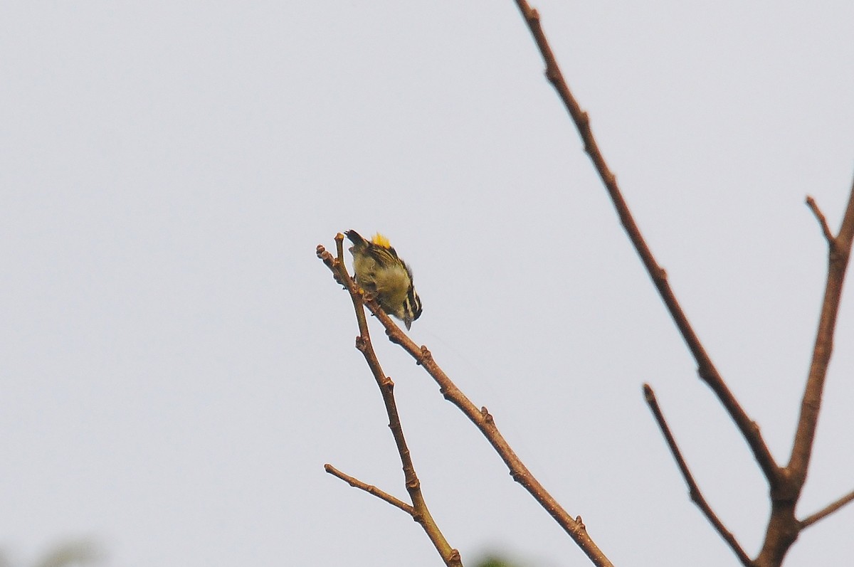Yellow-rumped Tinkerbird (Yellow-rumped) - ML636234530