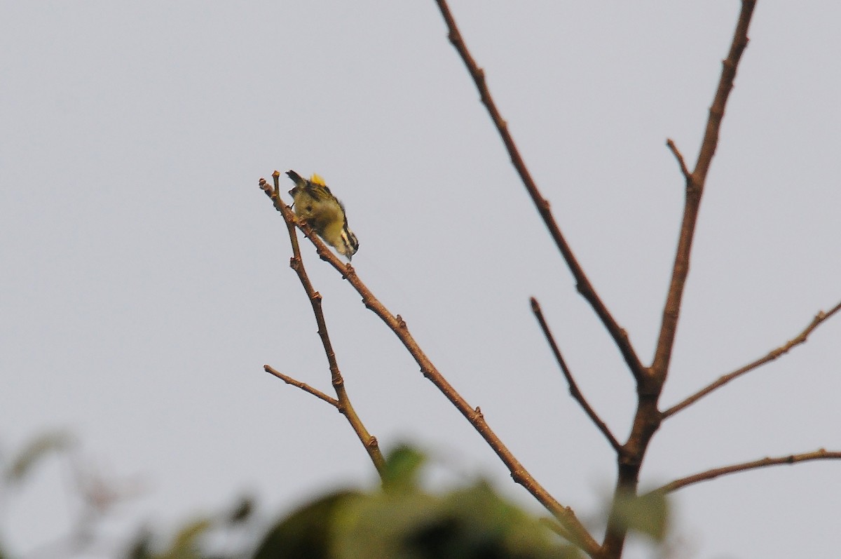 Yellow-rumped Tinkerbird (Yellow-rumped) - ML636234531