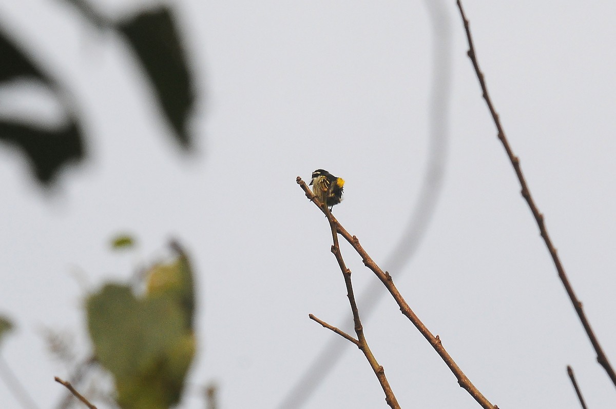 Yellow-rumped Tinkerbird (Yellow-rumped) - ML636234532
