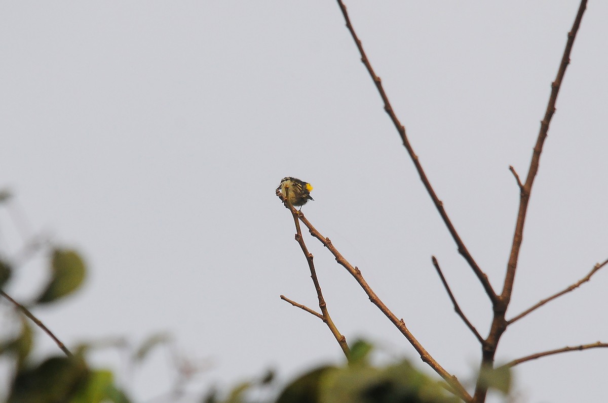 Yellow-rumped Tinkerbird (Yellow-rumped) - ML636234533
