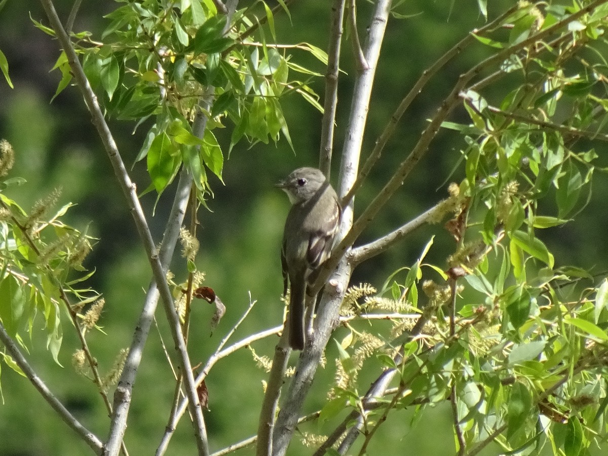 Gray/Dusky Flycatcher - ML636234608