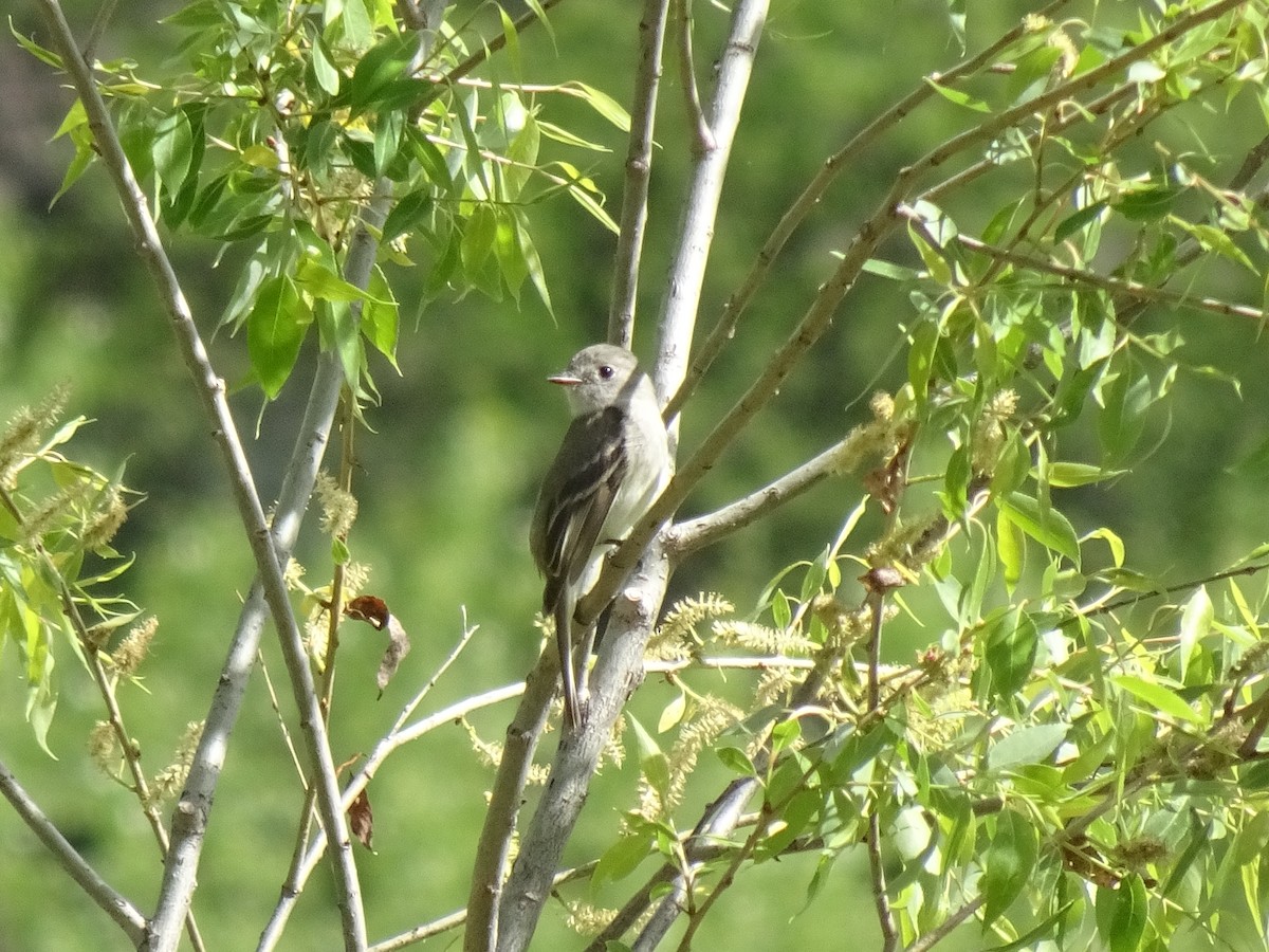 Gray/Dusky Flycatcher - ML636234609