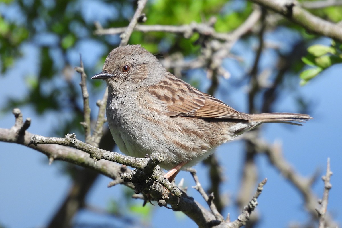 Dunnock - ML636234624