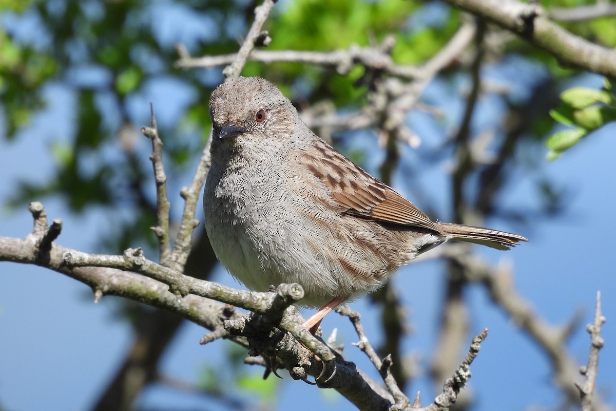 Dunnock - ML636234625