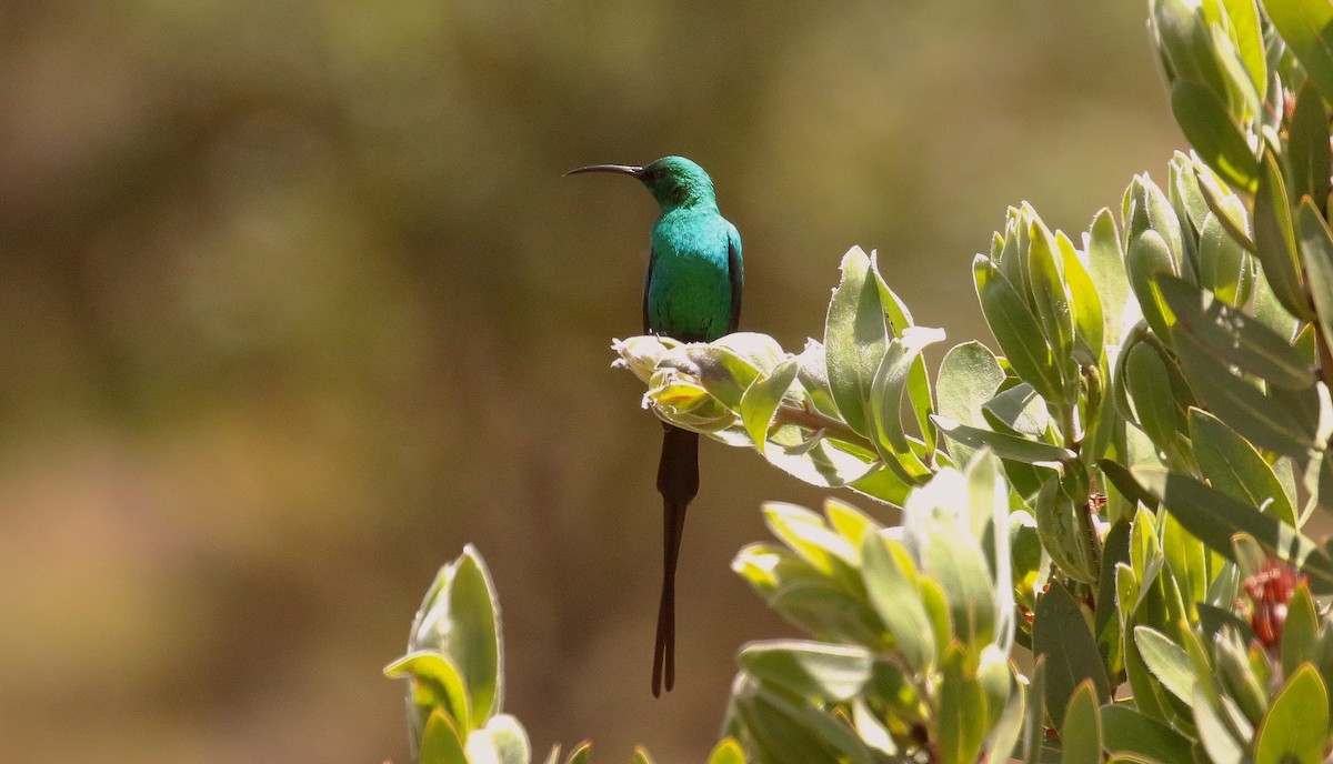 Malachite Sunbird - ML636234631