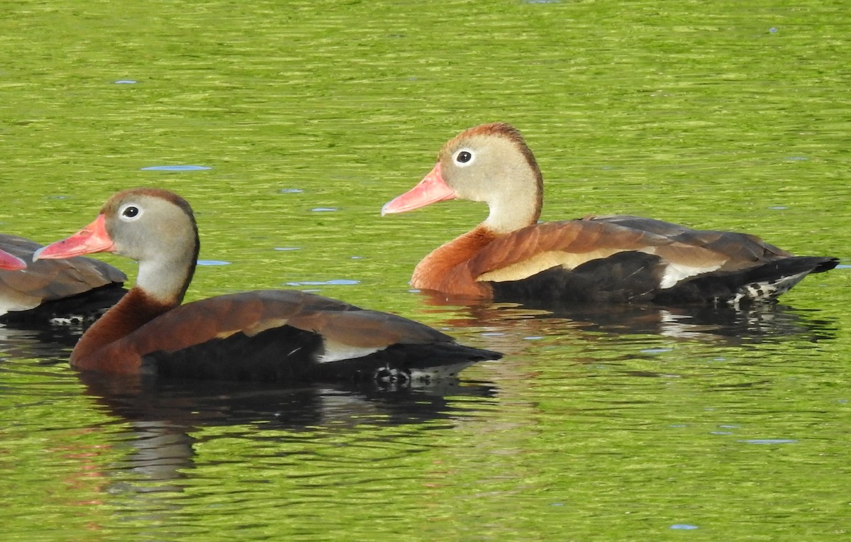 Black-bellied Whistling-Duck - ML636234762