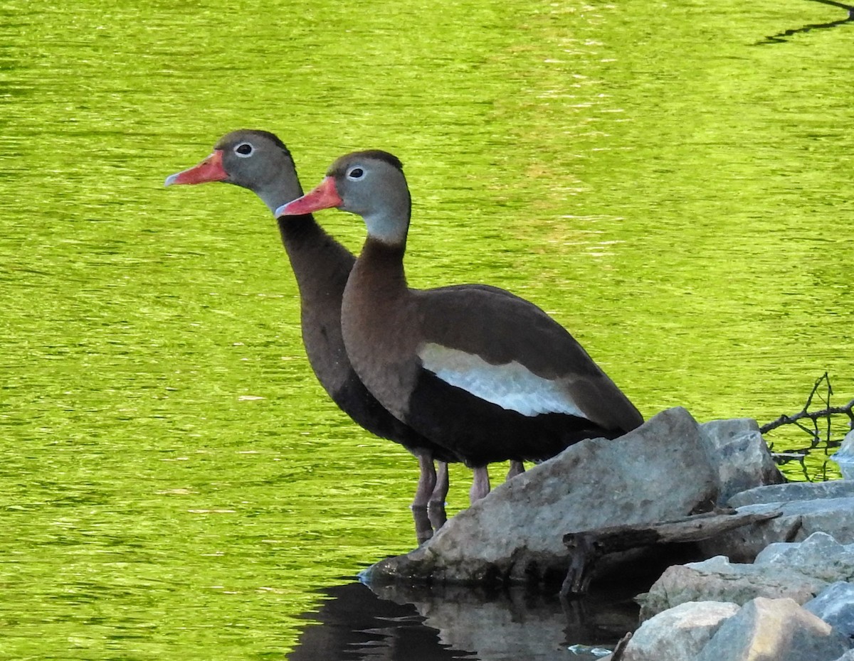 Black-bellied Whistling-Duck - ML636234765