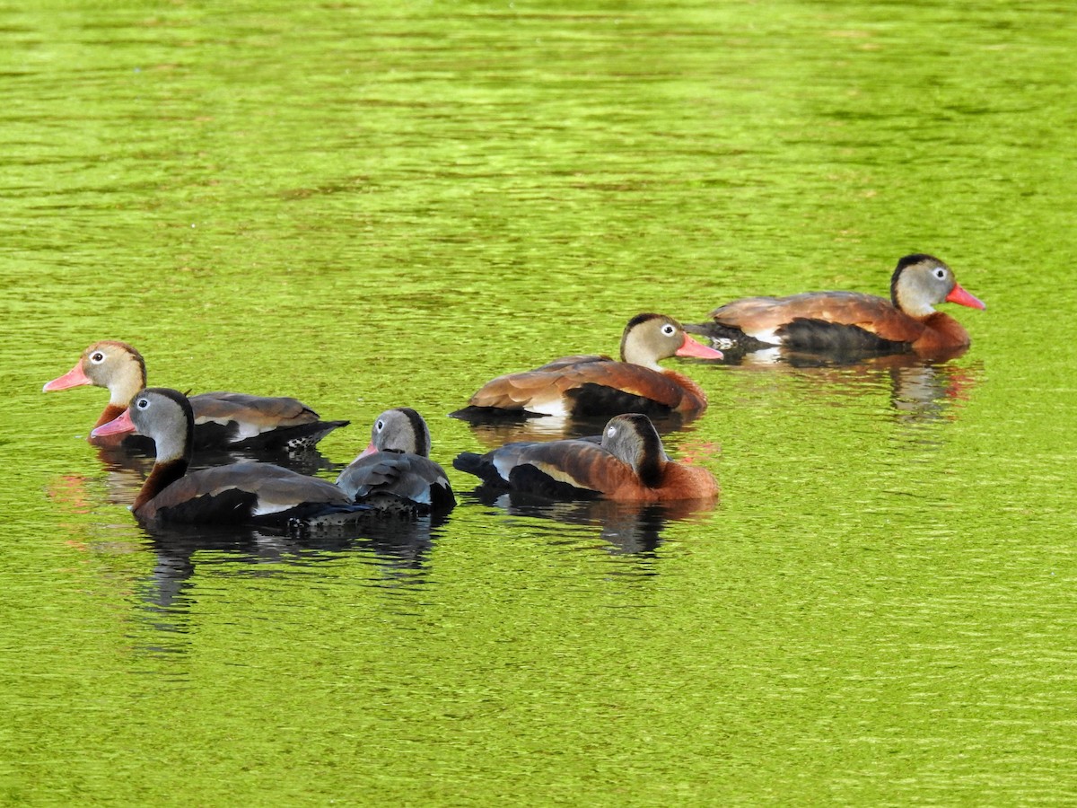 Black-bellied Whistling-Duck - ML636234779
