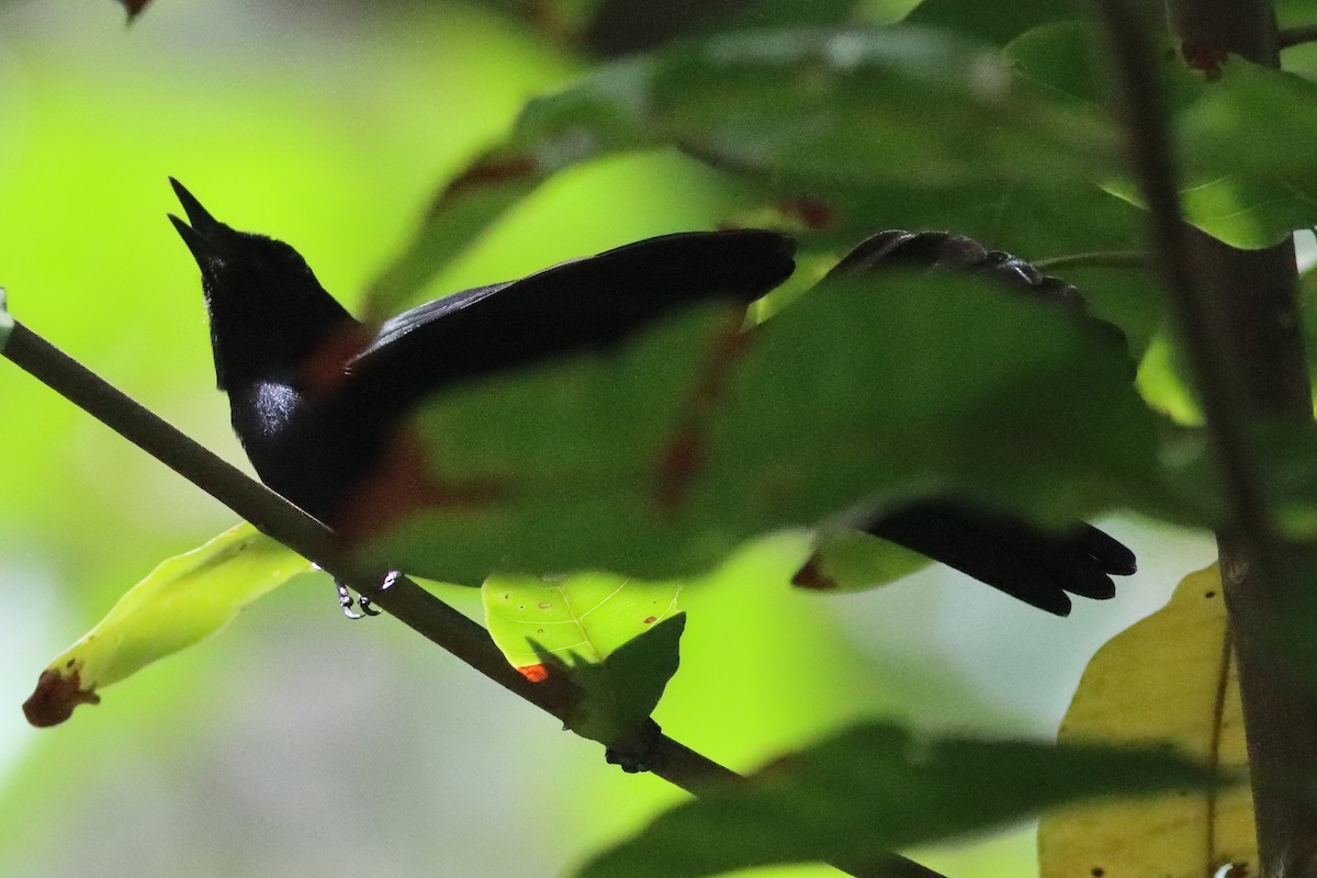 Black Catbird - ML636234800