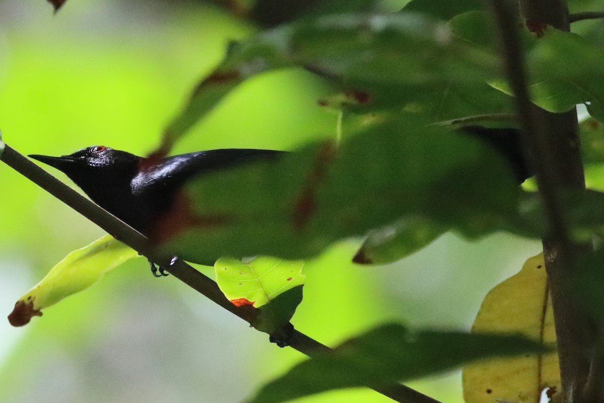 Black Catbird - ML636234801