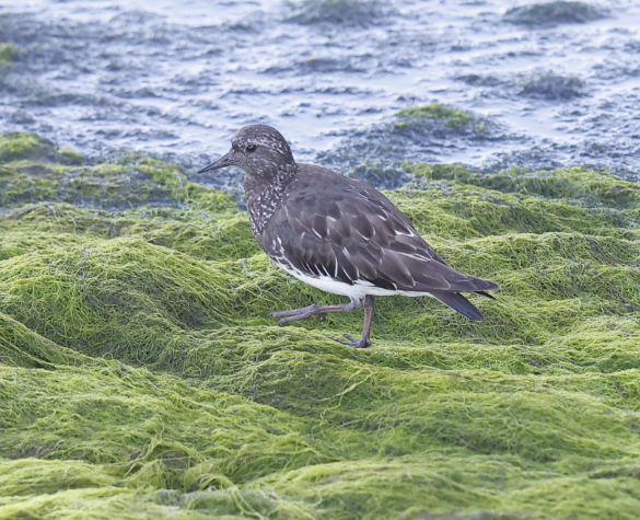 Black Turnstone - ML636234802