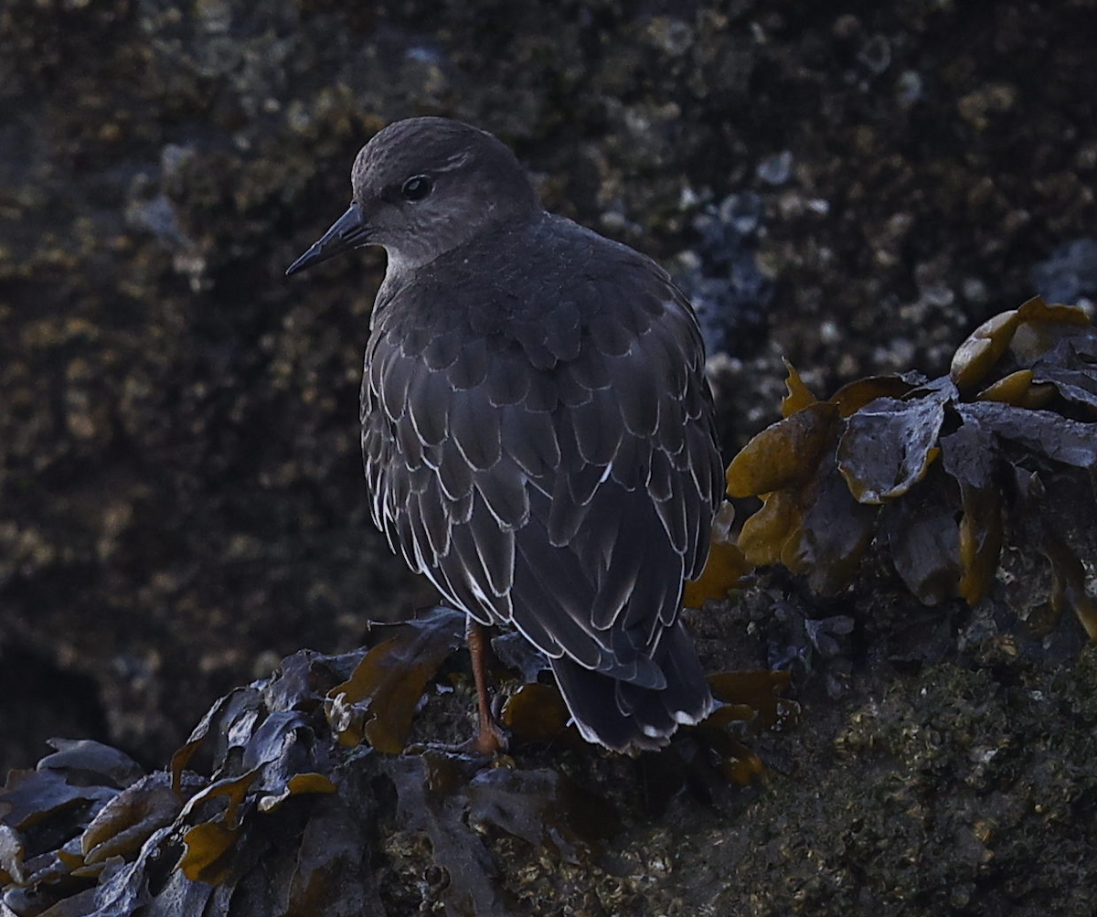 Black Turnstone - ML636234805