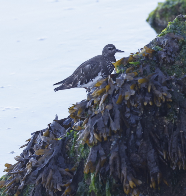 Black Turnstone - ML636234806