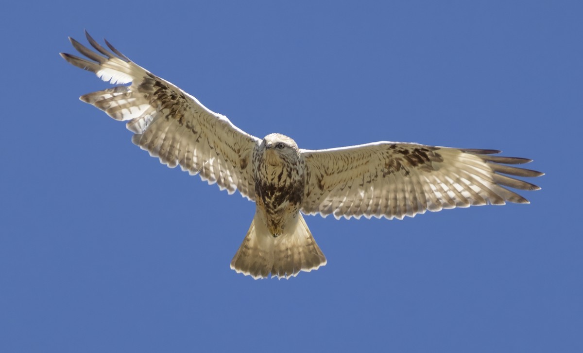 Rough-legged Hawk - ML636234832