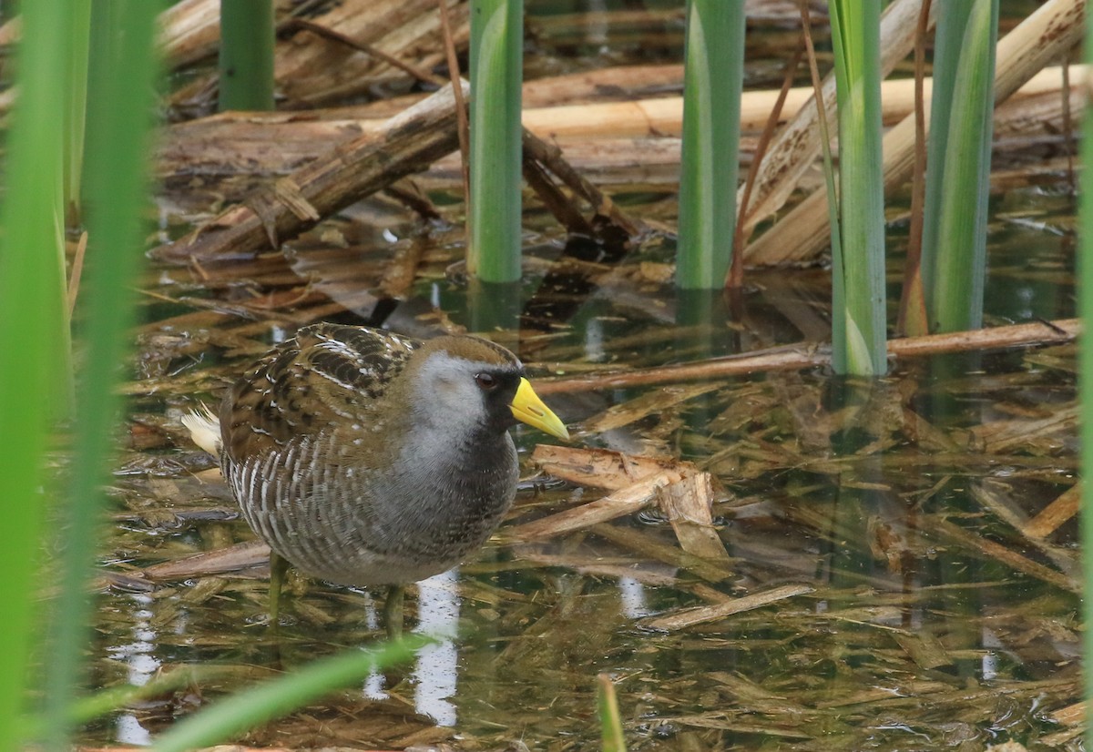 Sora - ML636235060