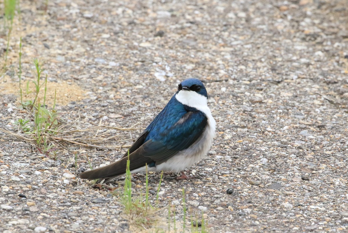 Tree Swallow - ML636235078