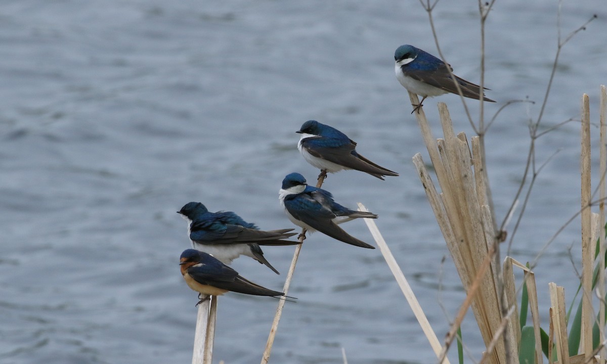 Tree Swallow - ML636235099